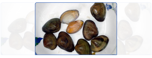 Baby Clam (Whole Round) Baby Clam (Whole Round)