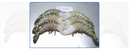 Black Tiger HLSO (Headless Shell-On) Black Tiger HLSO (Headless Shell-On)