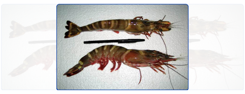 Black Tiger HOSO (Head-On Shell-On) Black Tiger HOSO (Head-On Shell-On)