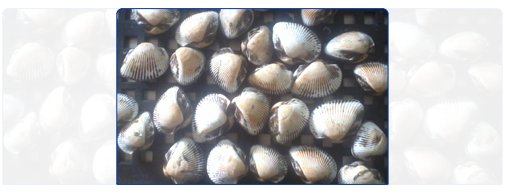 Bloody Clam (Whole Round) Bloody Clam (Whole Round)