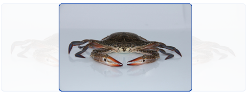 Blue Swimming Crab (Whole & Cut) Blue Swimming Crab (Whole & Cut)