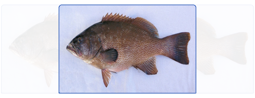 Brown Spotted Grouper (Whole Round) Brown Spotted Grouper (Whole Round)