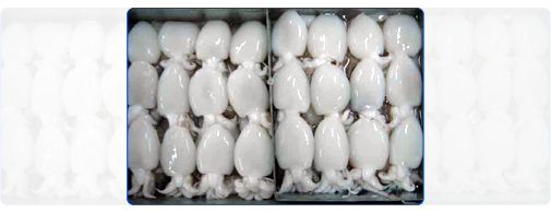 Cuttlefish (Whole Round) Cuttlefish (Whole Round)