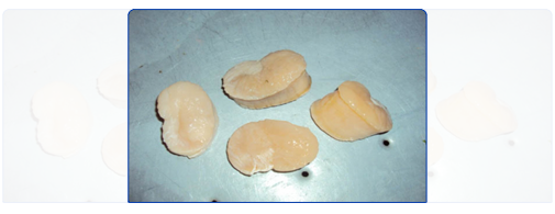 Fan Shell (Meat) Fan Shell (Meat)