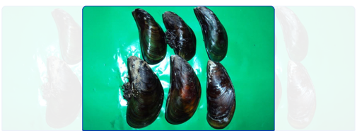 Green Mussal (Whole Round) Green Mussal (Whole Round)