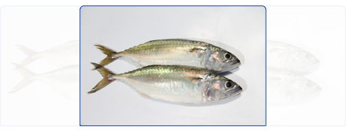 Indian Mackerel (Whole Round) Indian Mackerel (Whole Round)