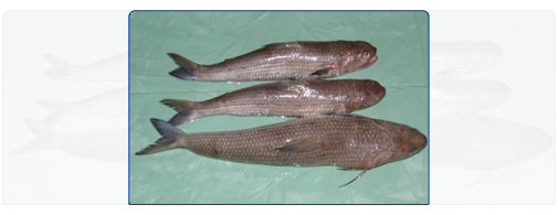 Lizard Fish (Whole Round) Lizard Fish (Whole Round)