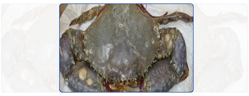 Mud Crab (Live) Mud Crab (Live)