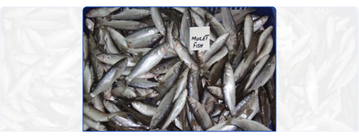 Mullet (Whole Round) Mullet (Whole Round)