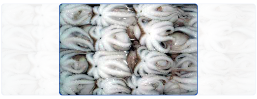 Octopus (Whole Round) Octopus (Whole Round)