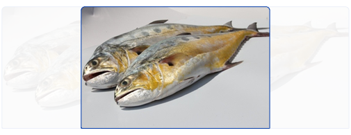 Queen Fish (Whole Round) Queen Fish (Whole Round)