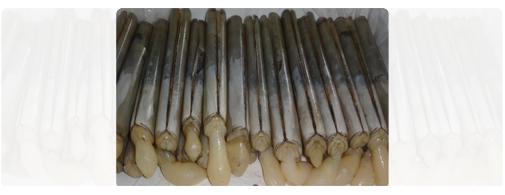 Razor Clam (Whole Round) Razor Clam (Whole Round)