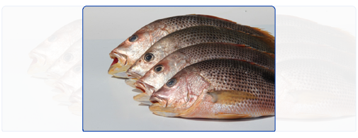 Red Snapper (Whole Round) Red Snapper (Whole Round)