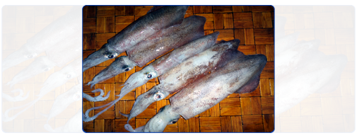 Squids (Whole Clean) (Whole Tube) Squids (Whole Clean) (Whole Tube)