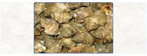 Star Shell (Whole Round) Star Shell (Whole Round)