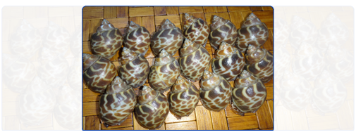 Top Shell (Whole Round) Top Shell (Whole Round)