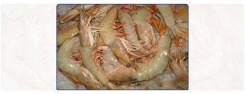 White Shrimp HOSO (Head-On Shell-On) White Shrimp HOSO (Head-On Shell-On)